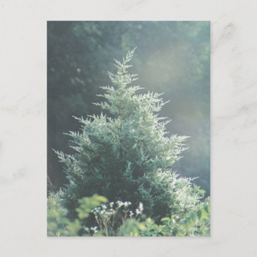 杉の木の葉のポストカード ポストカード (正面)