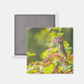 杉の枝と木の上のポケベリー マグネット (正面/裏面)