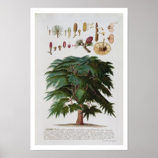 杉、ヨハン・ヤコブ・ハイドの彫刻(1704年~67年) ポスター (正面)