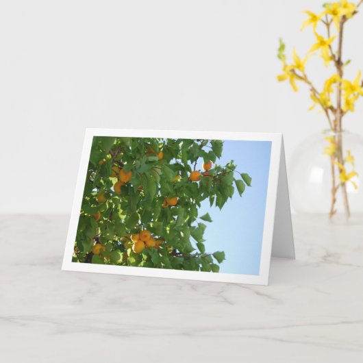 杏の木と青空の肖像 カード (黄色い花)