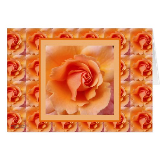 杏子のモモの写真の上のばら色の花の終わり (正面横)