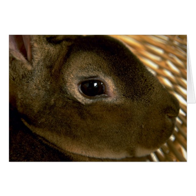 杏子のレックスのウサギ (正面横)