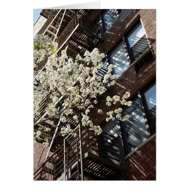 村の桜も (正面)