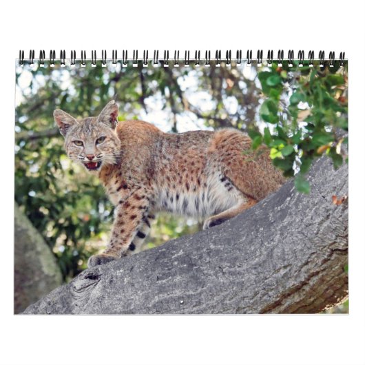 村鳥および野性生物のカレンダー カレンダー (カバー)