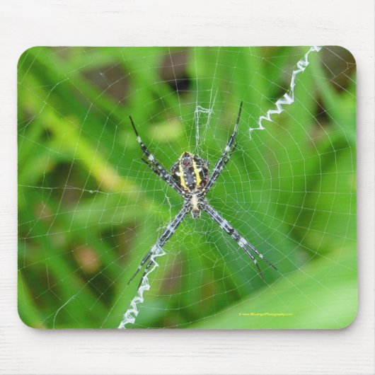 杖のくも-大きい島のmousepad マウスパッド (正面)