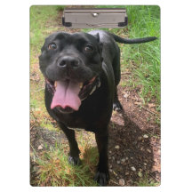 杖のコルソXクリップボード