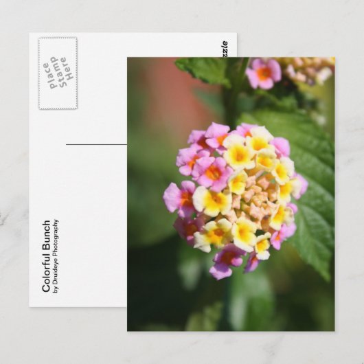 束カラフル束 ポストカード (正面/裏面)