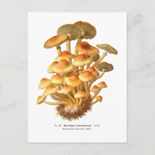 束状下垂体 ポストカード (正面)