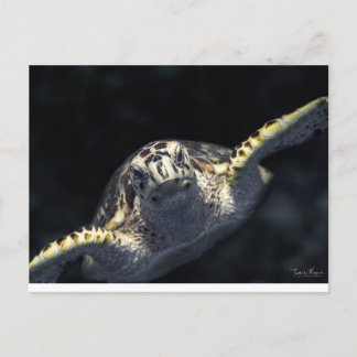 『来お前の番だ』 ポストカード