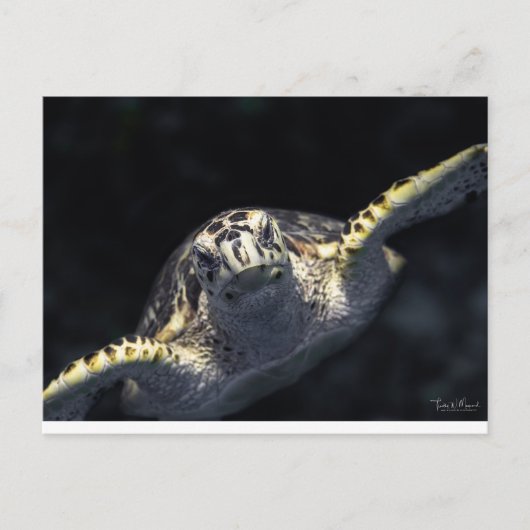 『来お前の番だ』 ポストカード (正面)