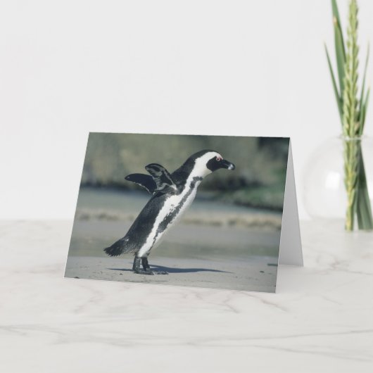 来ているアフリカのペンギン、(Spheniscusのdemersus) カード (正面)