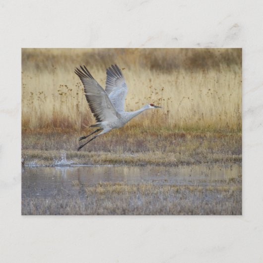 来一緒に行く ポストカード (正面)