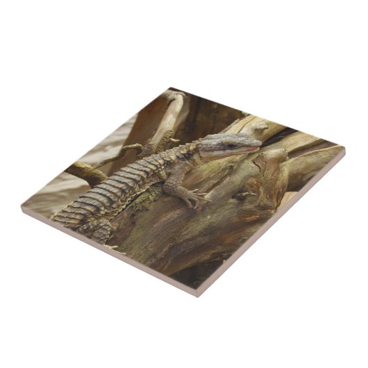 東にアフリカ人によってとげだらけ後につかれる熱帯取り巻かれたトカゲ タイル (側面)