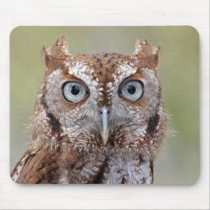 東のアメリカオオコノハズクの写真 マウスパッド