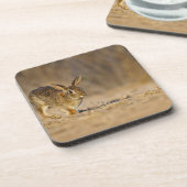 東のコットンテイルラビットホッピング コースター (左側)