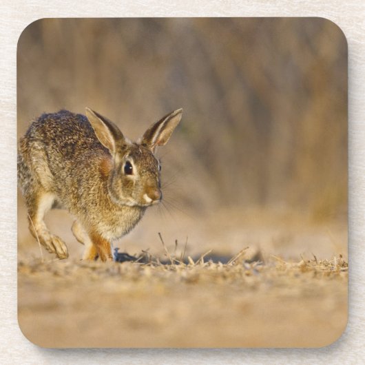 東のコットンテイルラビットホッピング コースター (正面)