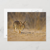 東のコットンテイルラビットホッピング ポストカード (正面/裏面)