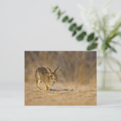 東のコットンテイルラビットホッピング ポストカード (スタンド正面)