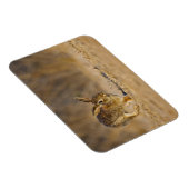 東のコットンテイルラビットホッピング マグネット (右側)