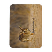 東のコットンテイルラビットホッピング マグネット (縦)