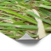 東のボックスタートルピーク ポスター (角)