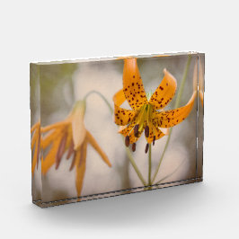 東の山脈オニユリの野生の花の写真のブロック フォトブロック