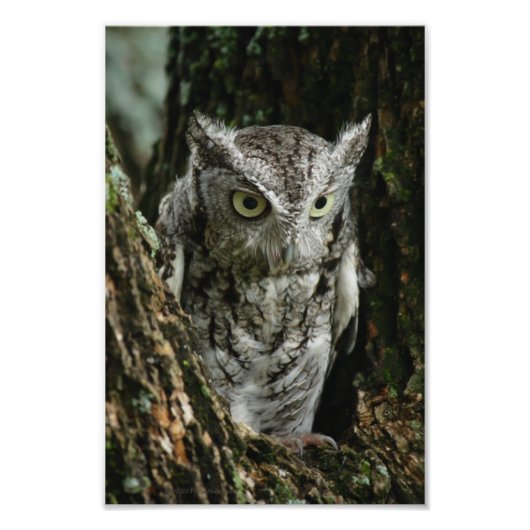 東の悲鳴フクロウの写真の拡大 フォトプリント            (正面)
