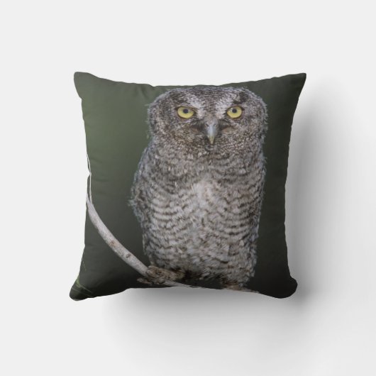 東の悲鳴 – フクロウ、メガスコップスアシオ、オトゥス2 クッション (裏面)