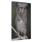 東の悲鳴 – フクロウ、メガスコップスアシオ、オトゥス2 クリップボード (右)