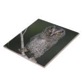 東の悲鳴 – フクロウ、メガスコップスアシオ、オトゥス2 タイル (側面)