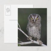 東の悲鳴 – フクロウ、メガスコップスアシオ、オトゥス2 ポストカード (正面/裏面)