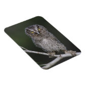 東の悲鳴 – フクロウ、メガスコップスアシオ、オトゥス2 マグネット (右側)