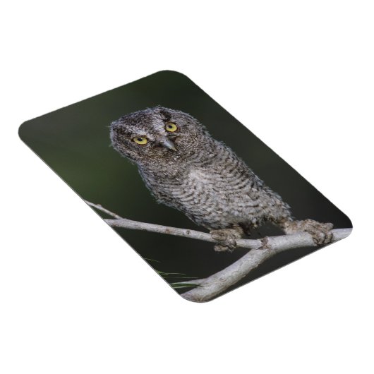 東の悲鳴 – フクロウ、メガスコップスアシオ、オトゥス2 マグネット (右側)