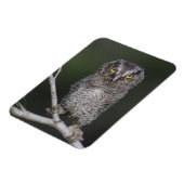 東の悲鳴 – フクロウ、メガスコップスアシオ、オトゥス2 マグネット (左側)