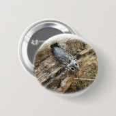 東の注目されたElaterのコメツキムシ- Alausのoculatus 缶バッジ (正面&裏面)