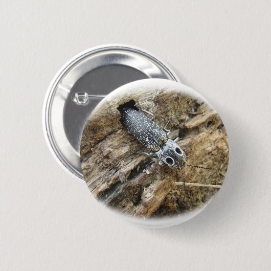 東の注目されたElaterのコメツキムシ- Alausのoculatus 缶バッジ (正面&裏面)