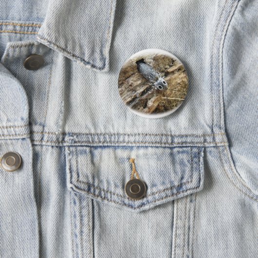 東の注目されたElaterのコメツキムシ- Alausのoculatus 缶バッジ (インサイチュ)