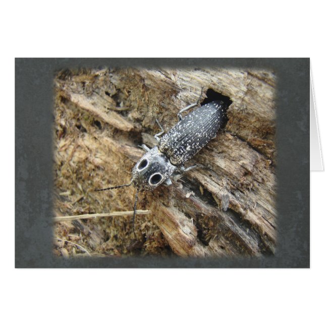東の目のエルタクリックーカブトムシ – Alaus oculatus (正面横)