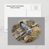 東の目のエルタクリックーカブトムシ – Alaus oculatus ポストカード (正面/裏面)