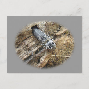 東の目のエルタクリックーカブトムシ – Alaus oculatus ポストカード