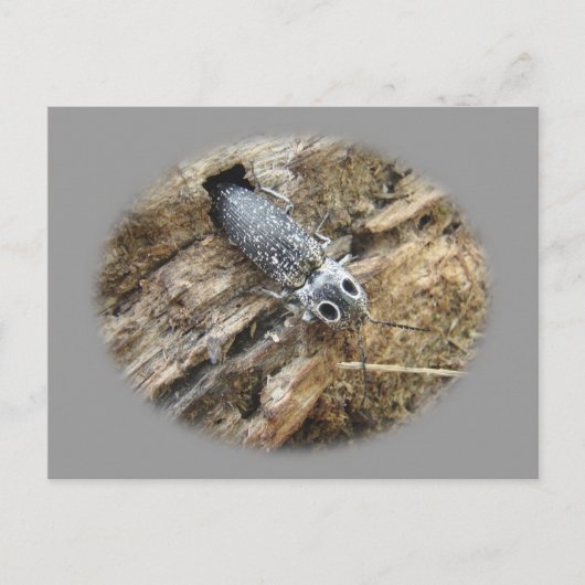 東の目のエルタクリックーカブトムシ – Alaus oculatus ポストカード (正面)