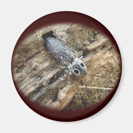 東の目のエルタクリックーカブトムシ – Alaus oculatus マグネット (正面)