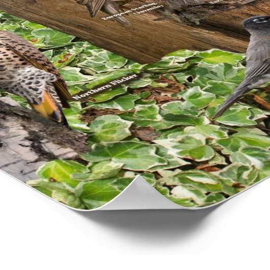 東の裏庭の鳥 ポスター (角)