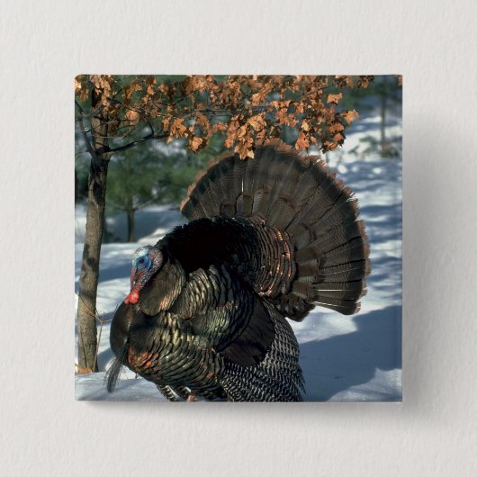 東の野生の七面鳥、完全な支柱の巨大なgobbler 缶バッジ (正面)