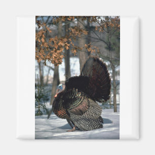 東の野生の七面鳥、雪でもったいぶって歩いている大きいgobbler マグネット