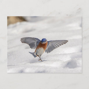 東の青い鳥が雪の中でダンスをしている ポストカード