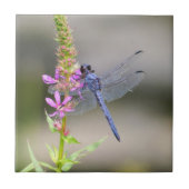 東のPondhawk タイル (正面)