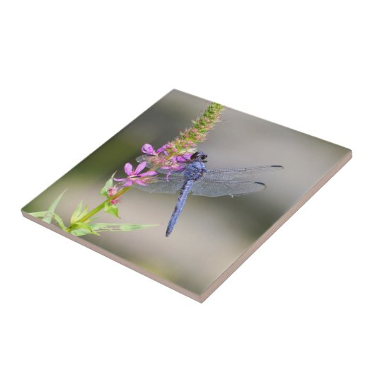 東のPondhawk タイル (側面)