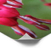 東アゲハチョウ ポスター (角)