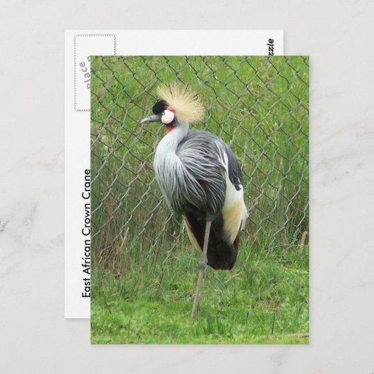 東アフリカの冠を持つクジャクのポストカード ポストカード (正面/裏面)